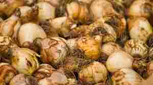Selecting And Planting Spring Blooming Bulbs