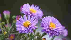Preparing ornamental gardens for fall and winter