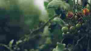 Boosting your harvest