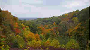 Fall Foliage in Indiana