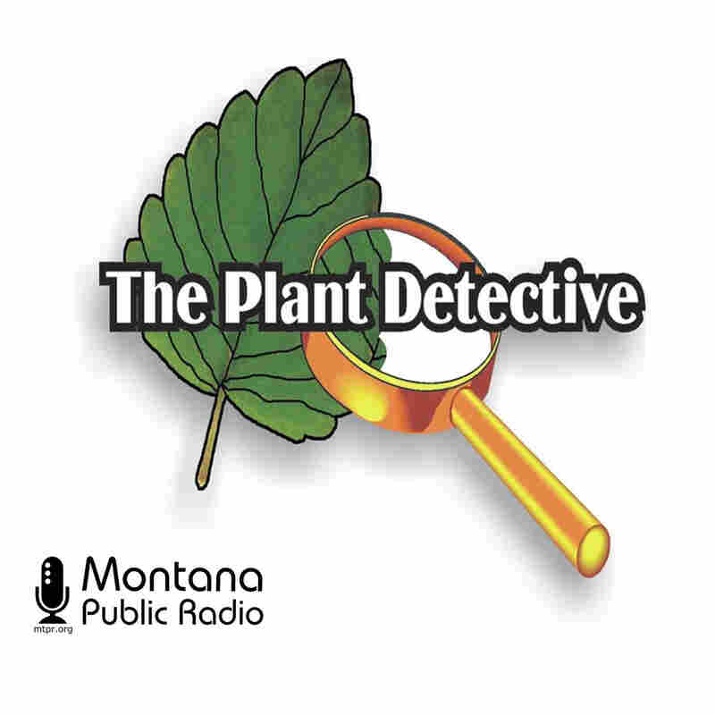 The Plant Detective
