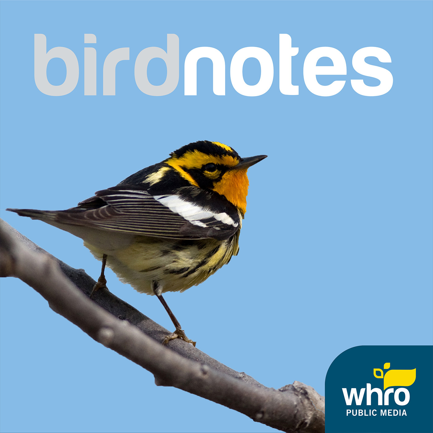 Bird Notes NPR