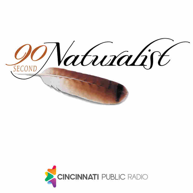 The 90-Second Naturalist