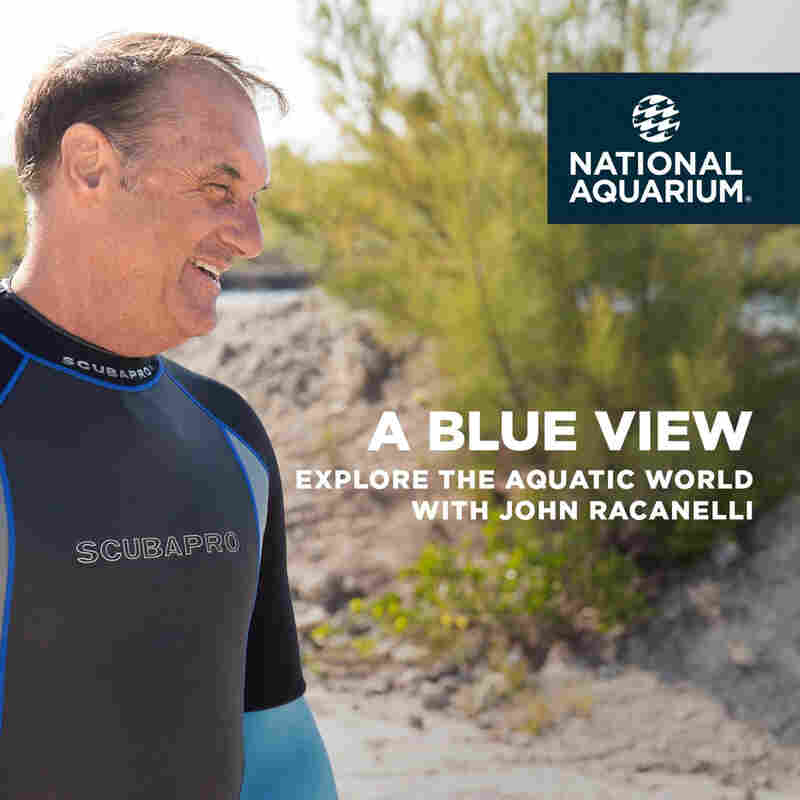 A Blue View on WYPR