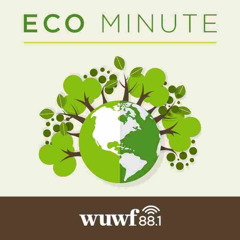 Eco Minute