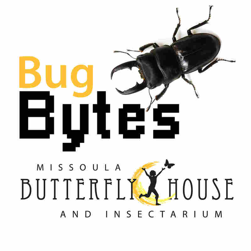 Bug Bytes