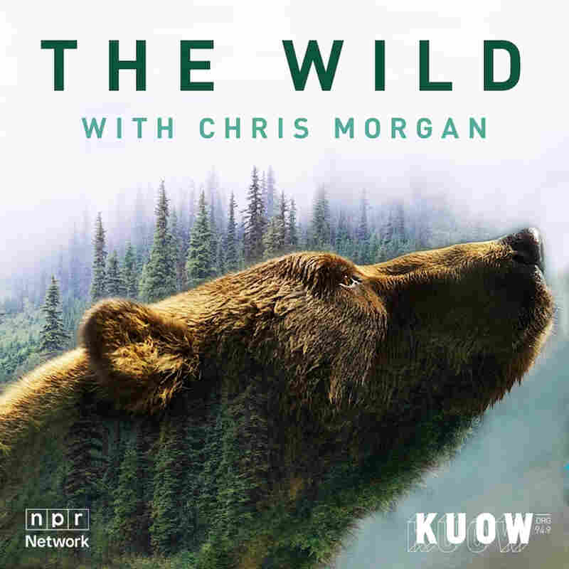 The Wild