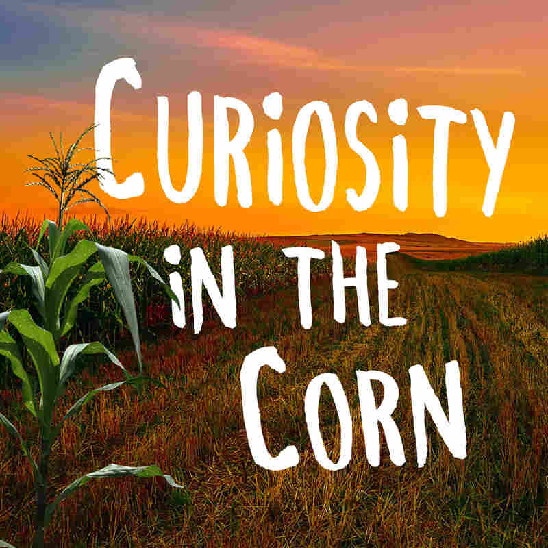 Curiosity in the Corn