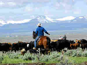 Cowboy300