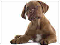 French bull mastiff puppy dog can feel jealousy, too.