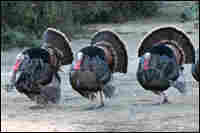 wild turkeys
