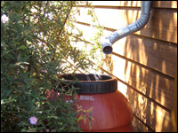 Bob Demmerle uses olive barrels to catch rain water.  He uses the water for his garden.