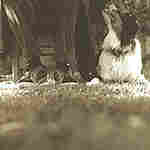 Good Dog Happy Man