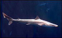 aquarium s great white