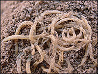 Neolithic Noodles Unearthed In China Npr