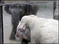 Asian Elephants Aware Of Themselves