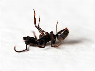 Hey I'm Dead!' The Story Of The Very Lively Ant : Krulwich Wonders... : NPR