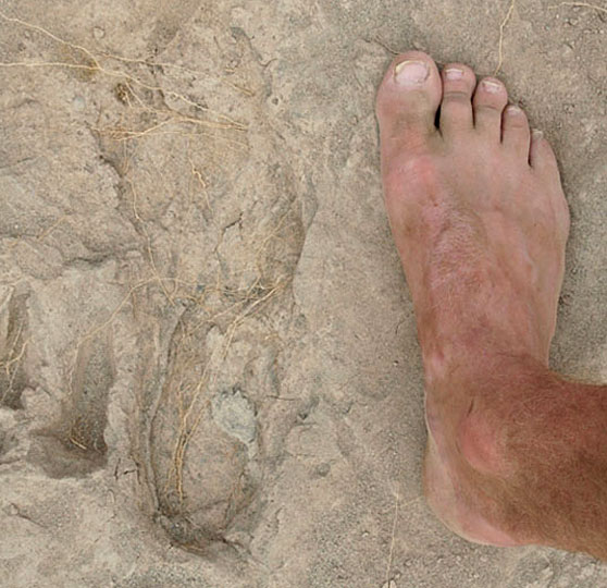 Earliest Humanlike Footprints Found In Kenya NPR