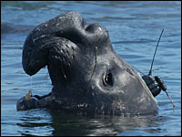 A surfacing elephant seal with a tag that monitors the animal's position in the ocean and its depth over time.
