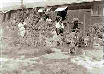 Kogita garden at the Minidoka Internment Camp.