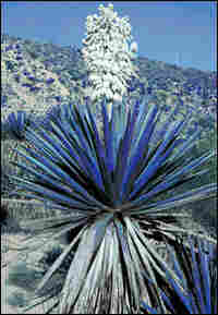 Genetically mutated blue cacti