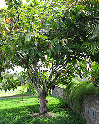 Cacao Tree