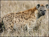 Laughing's No Joke For Spotted Hyenas