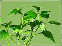 Green Plant