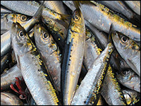 Fans of the little fish hope you'll eat less tuna and more sardines.